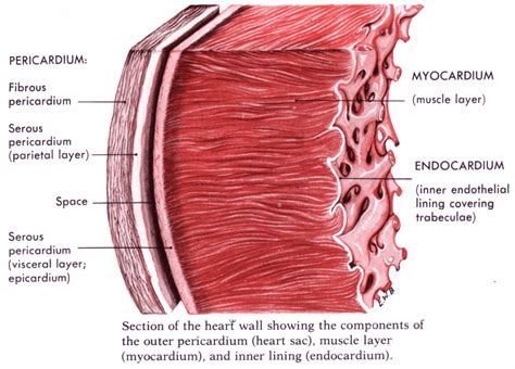 myocardial wall.